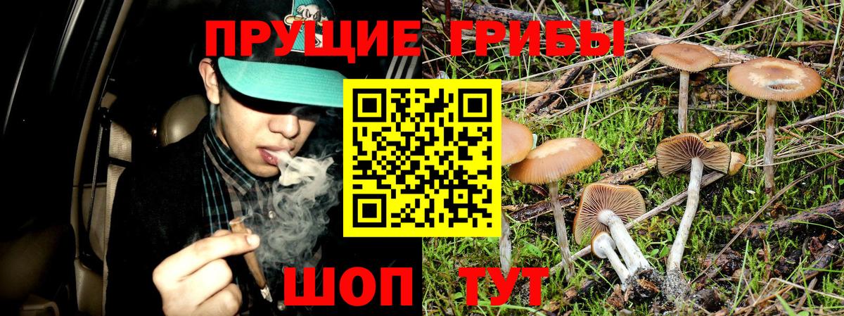 Галлюциногенные грибы Psilocybine cubensis Костомукша